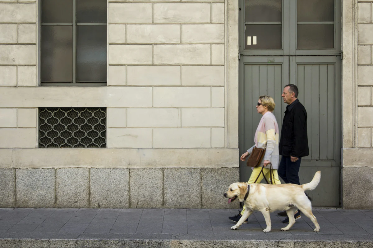Un chien guide accompagne une personne dans la rue